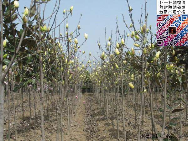 園林喬木植物苗木黃玉蘭圖片 園林喬木植物苗木黃玉蘭圖片