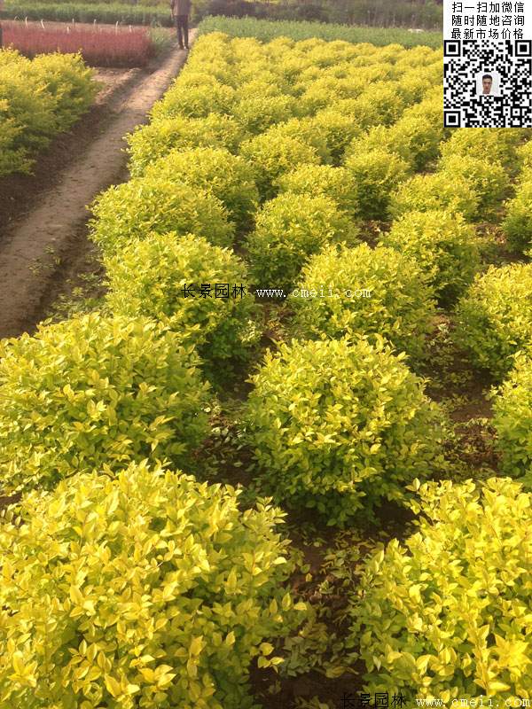 金葉女貞球--長(zhǎng)景園林 金葉女貞球--長(zhǎng)景園林