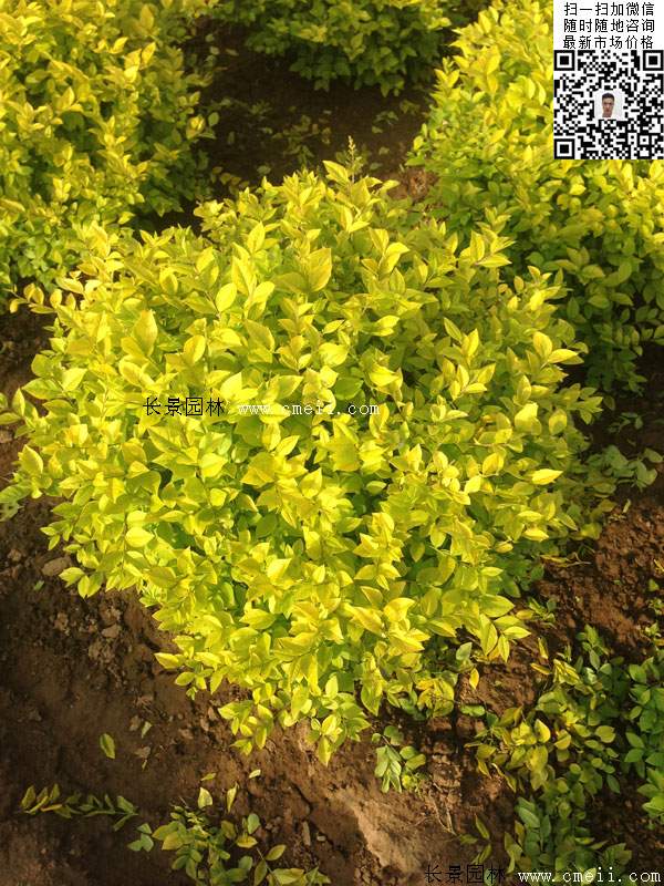 金葉女貞球--長(zhǎng)景園林 金葉女貞球--長(zhǎng)景園林