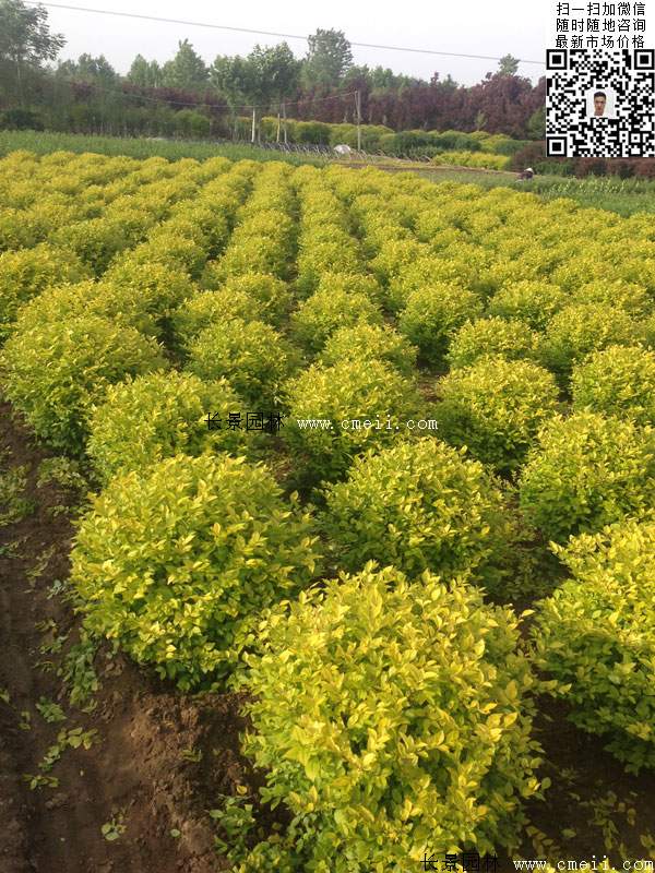 金葉女貞球--長(zhǎng)景園林 金葉女貞球--長(zhǎng)景園林