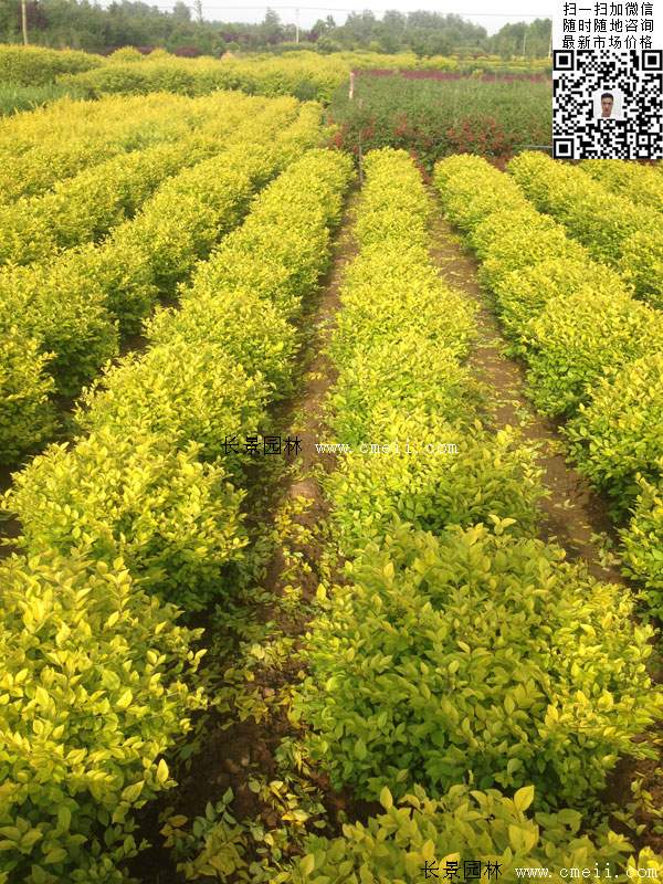 金葉女貞球--長(zhǎng)景園林 金葉女貞球--長(zhǎng)景園林