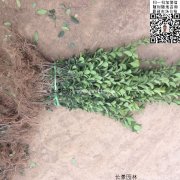 哪里有大葉黃楊綠籬苗 價格是多少？
