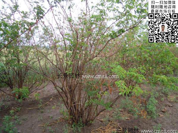 金銀木標價表 金銀木標價表