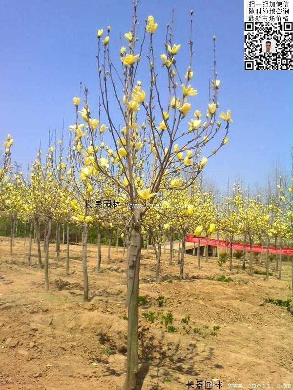 園林喬木植物黃玉蘭圖片 園林喬木植物黃玉蘭圖片