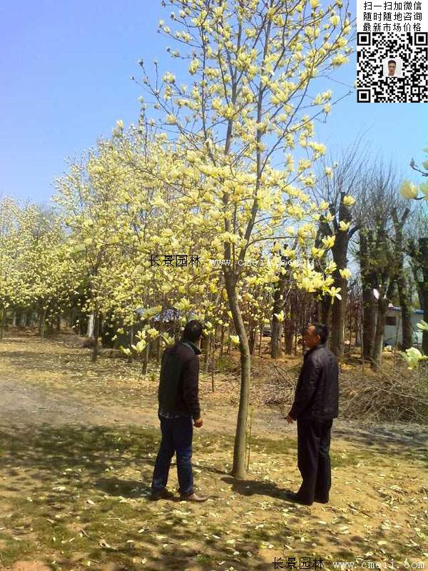 園林喬木植物黃玉蘭圖片 園林喬木植物黃玉蘭圖片