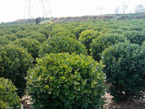 大葉黃楊 大葉黃楊