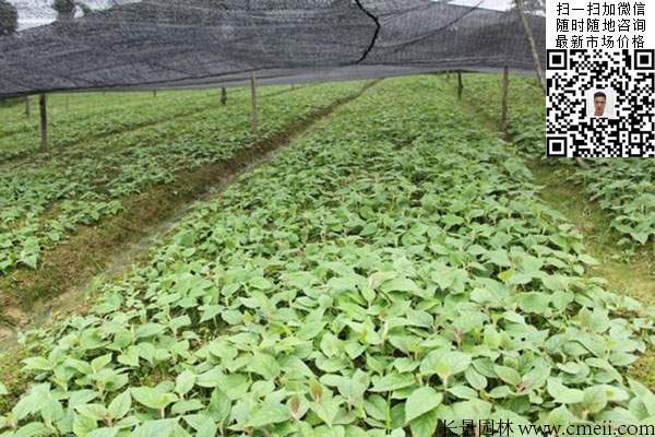 嫁接苗實生苗 嫁接苗實生苗