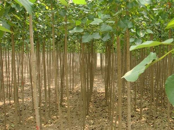 楊樹苗的圖片 楊樹苗的圖片