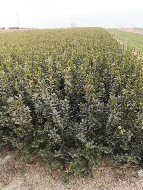 大葉黃楊哪家好 大葉黃楊哪家好