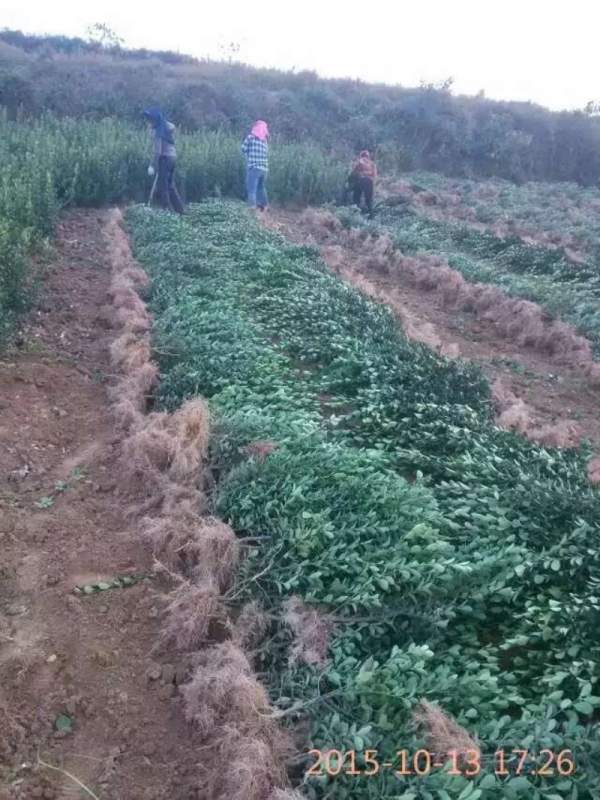 大葉黃楊哪家好 大葉黃楊哪家好