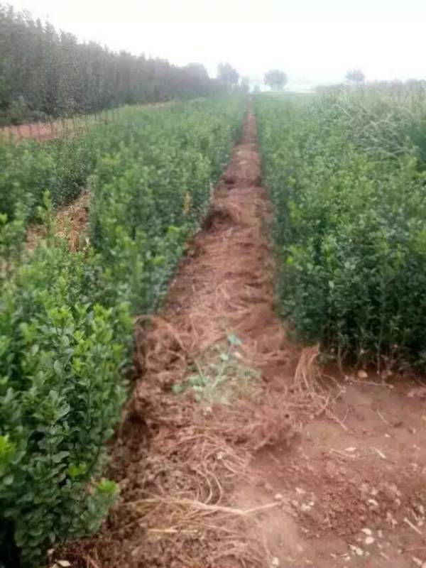 大葉黃楊哪家好 大葉黃楊哪家好