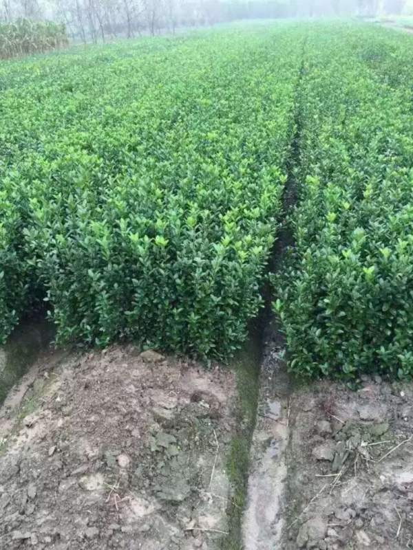 大葉黃楊扦插小苗 大葉黃楊扦插小苗