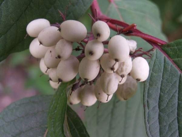 紅瑞木的生長習性是什么，適合在什么地方種植