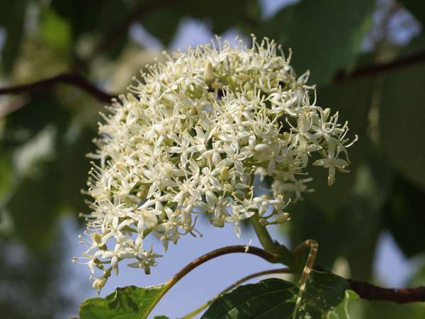 紅瑞木的生長習性是什么，適合在什么地方種植