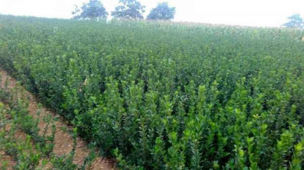 河南省大葉黃楊 河南省大葉黃楊