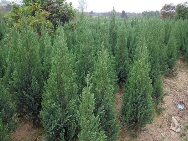 刺柏產區都有哪些地方？