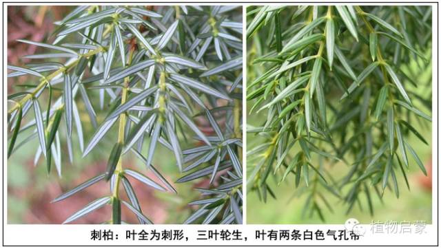 圓柏、刺柏、側柏、柏木以及龍柏的簡易識別法