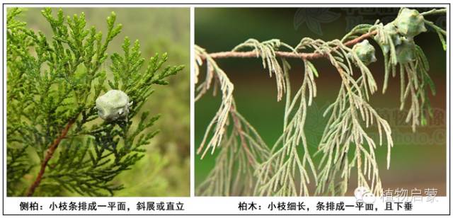 圓柏、刺柏、側柏、柏木以及龍柏的簡易識別法