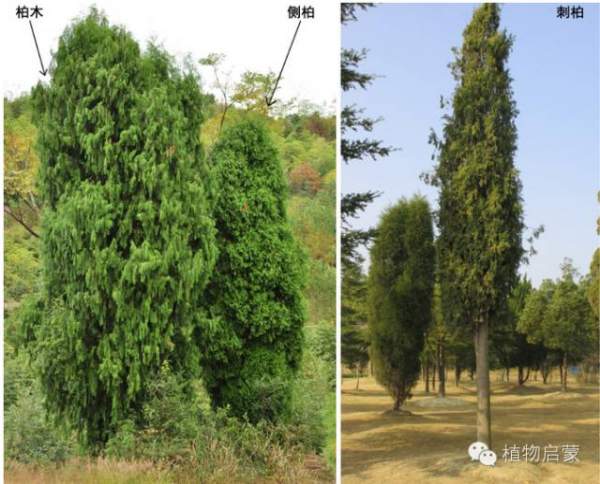 圓柏、刺柏、側柏、柏木以及龍柏的簡易識別法