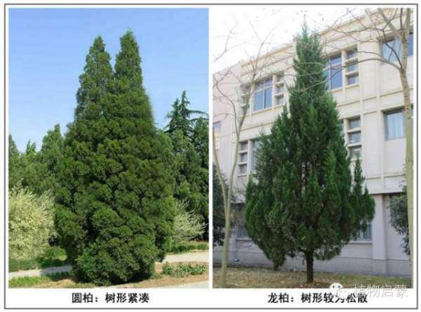 圓柏、刺柏、側柏、柏木以及龍柏的簡易識別法