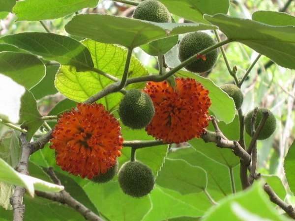 構樹的果實能吃嗎？