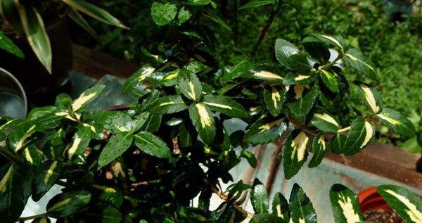 金心扶芳藤 金心扶芳藤