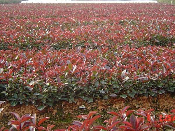 紅葉石楠夏季如何進(jìn)行扦插育苗 紅葉石楠夏季如何進(jìn)行扦插育苗