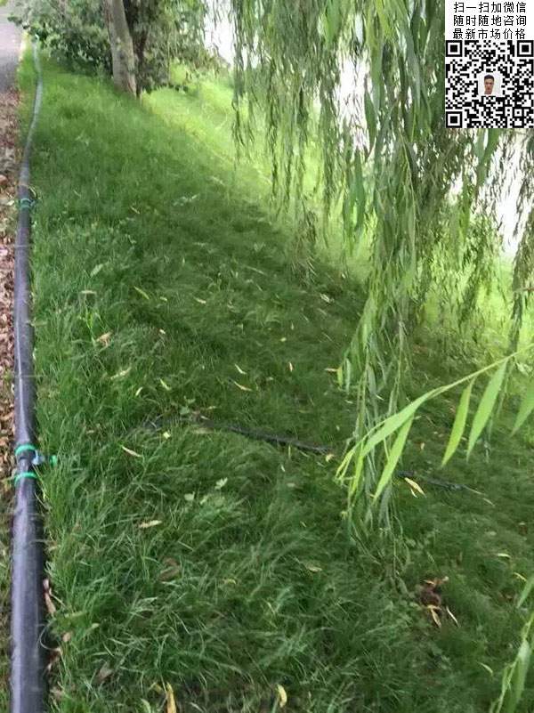 高羊茅草坪種子種植出的護坡綠化效果