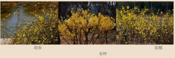 迎春花、金鐘和連翹如何區分？