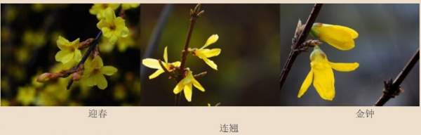 迎春花、金鐘和連翹如何區分？