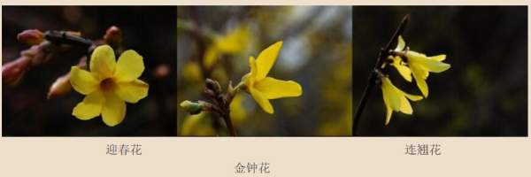 迎春花、金鐘和連翹如何區分？