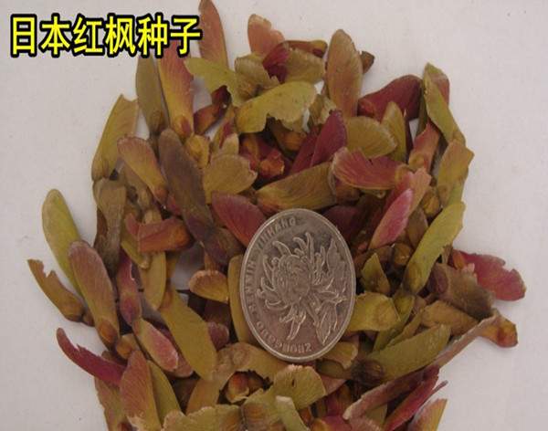 日本紅楓種子 日本紅楓種子