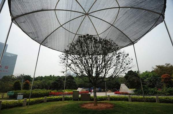 樹(shù)木遮陽(yáng)-長(zhǎng)景園林