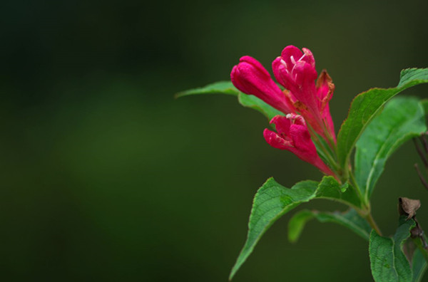 紅王子錦帶花--長(zhǎng)景園林