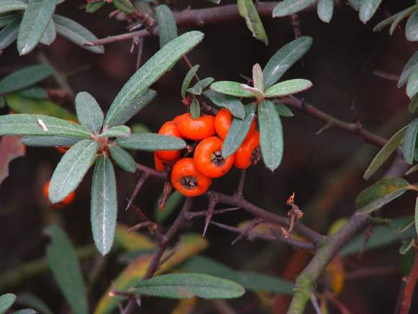 窄葉火棘 窄葉火棘