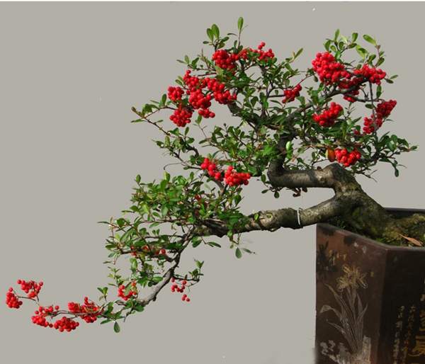 細圓齒火棘盆景 細圓齒火棘盆景