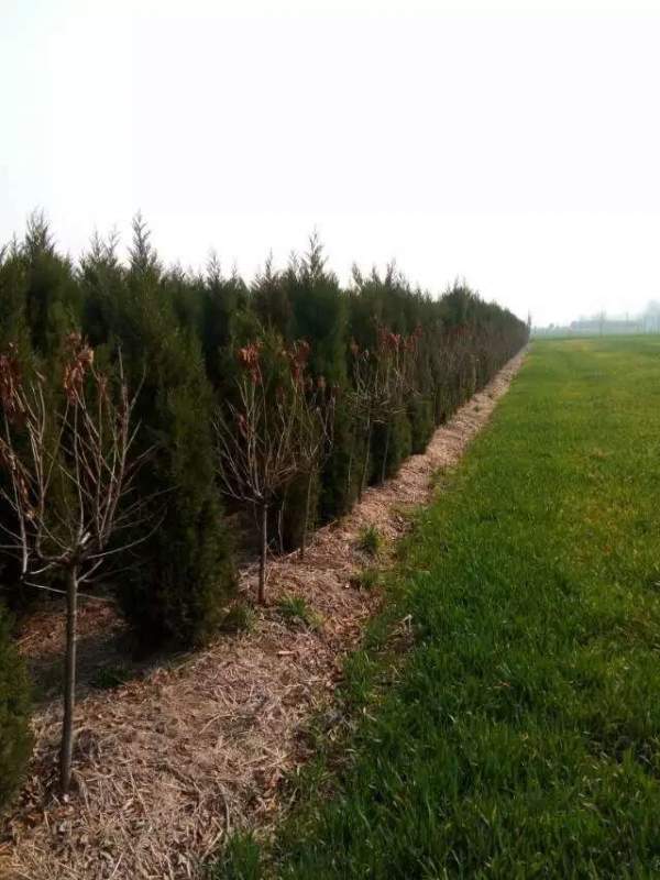 高度2.7米2.8米3米蜀檜價格優(yōu)惠 高度2.7米2.8米3米蜀檜價格優(yōu)惠