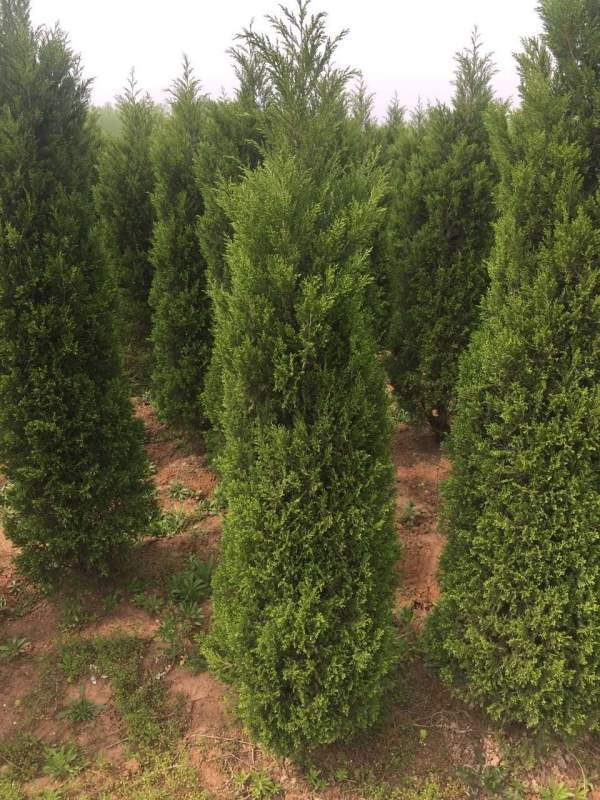 高度2.7米2.8米3米蜀檜價格優(yōu)惠 高度2.7米2.8米3米蜀檜價格優(yōu)惠