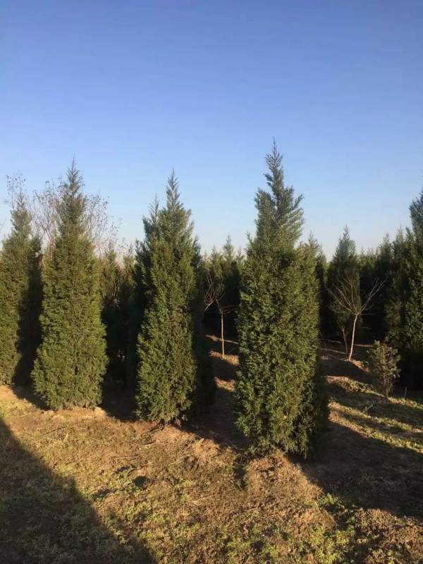 高度3米3.5米大蜀檜裝車_現(xiàn)場(chǎng)圖片 高度3米3.5米大蜀檜裝車_現(xiàn)場(chǎng)圖片