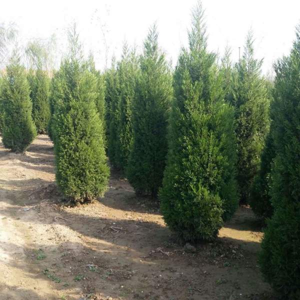 高度3米3.5米大蜀檜裝車_現(xiàn)場(chǎng)圖片 高度3米3.5米大蜀檜裝車_現(xiàn)場(chǎng)圖片