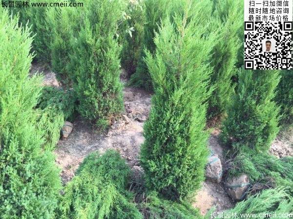 高度60公分70公分80公分蜀檜大量供應(yīng) 高度60公分70公分80公分蜀檜大量供應(yīng)