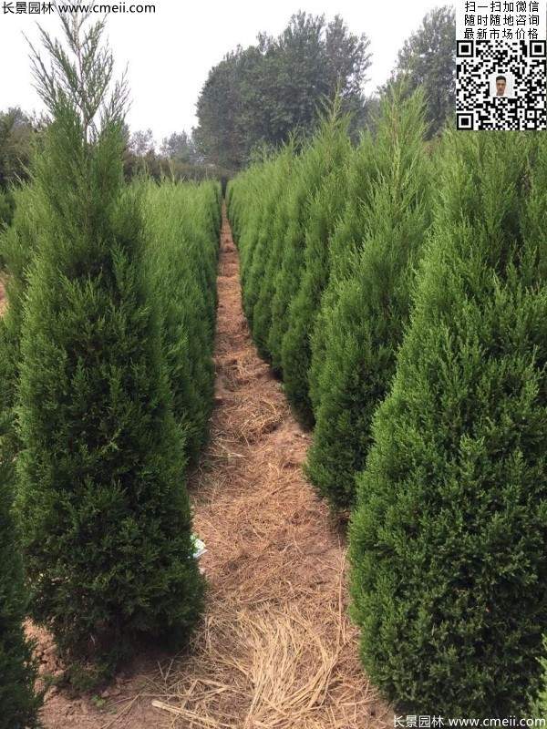 高度2.2米2.3米蜀檜大量供應公路綠化植物 高度2.2米2.3米蜀檜大量供應公路綠化植物