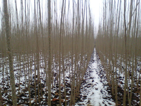 楊樹(shù)苗圖片楊樹(shù)苗基地實(shí)拍 楊樹(shù)苗圖片楊樹(shù)苗基地實(shí)拍