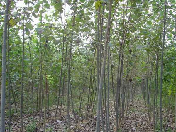 楊樹(shù)苗圖片楊樹(shù)苗基地實(shí)拍 楊樹(shù)苗圖片楊樹(shù)苗基地實(shí)拍