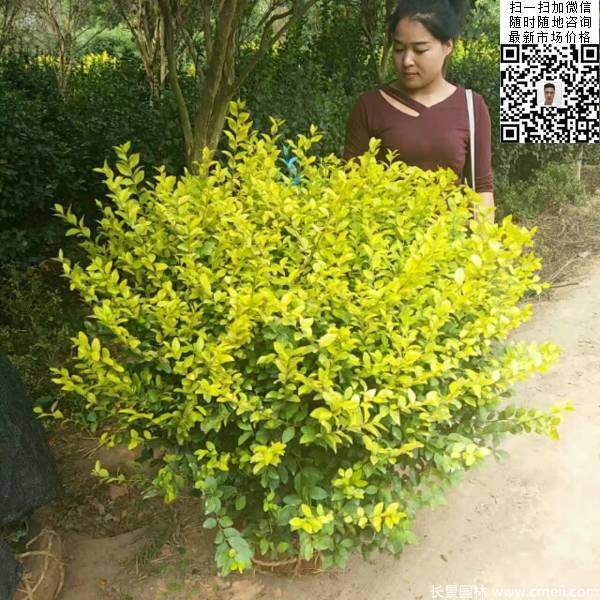 冠幅1米1.2米金葉女貞球精品苗圖片 冠幅1米1.2米金葉女貞球精品苗圖片
