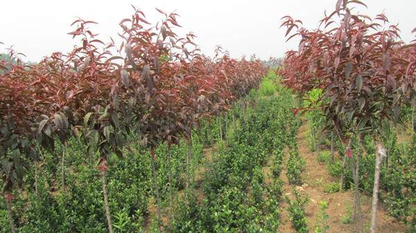 紫葉碧桃--長(zhǎng)景園林 紫葉碧桃--長(zhǎng)景園林