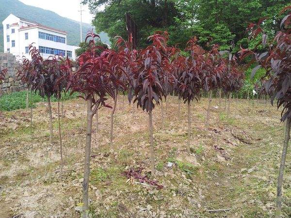 紫葉碧桃--長(zhǎng)景園林 紫葉碧桃--長(zhǎng)景園林