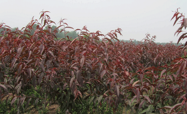紫葉碧桃--長(zhǎng)景園林 紫葉碧桃--長(zhǎng)景園林