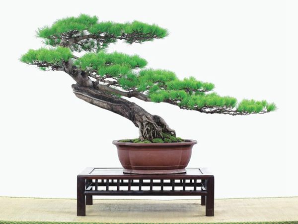 有著百變?cè)煨椭醯奈遽標(biāo)墒窃鯓訜挸傻?/><br/></div><p><strong>(1）取、審材</strong><br/>我國(guó)引種栽培五針?biāo)?，由于結(jié)實(shí)少，且多發(fā)育不良，種粒<a href='http://m.x6624.cn/huahaijianshe/138890.html' target='_blank'>發(fā)芽率</a>低，故多采用嫁接法繁殖。<br/>盆栽五針?biāo)?，是制作五針?biāo)膳杈暗闹饕牧?。它的根爪，可否顯露，樁干有無(wú)彎度，哪些地方突出好看，都要仔細(xì)審視一番。通過(guò)審材，找出好觀賞面。五針?biāo)捎^賞價(jià)值高低，在于姿色的奇妙與否。通過(guò)審材，進(jìn)行藝術(shù)取舍，決定部分根、枝、干、針葉的去留。<br/><strong>(2）上盆</strong><br/>①選盆：五針?biāo)勺藨B(tài)清秀古雅、翠葉蔥籠，宜用外型古雅，色澤深沉的紫砂陶盆。懸崖式用中深圓形盆或正方盆；斜干式、直干式則用長(zhǎng)方形盆或橢圓盆；曲干式用稍深的馬槽盆；合栽式用較淺長(zhǎng)方形盆，其大小可視樹形而選定。<br/>②用土：栽植五針?biāo)傻呐柰烈擞觅|(zhì)地疏松、肥沃的微酸性土，按輕壤60%，砂土3o%a與腐殖土to％的比例以及腐熟餅肥1份混合使用，PH值5-6最宜。<br/>③栽植：五針?biāo)缮吓柙灾惨源杭拘氯~吐芽前3月左右最好，也可在秋季新枝成長(zhǎng)后8月中旬至9月進(jìn)行。上盆前修剪傷根、爛根，剪短粗根，在剪口上涂蠟，以防松脂外流。栽時(shí)盆土要稍干，盆底墊一層碎瓦片及粗砂之類，以利排水透氣。<br/>④造型與布局：五針?biāo)芍l自然形成層片，層次分明，線條清晰；生長(zhǎng)緩慢，枝干上無(wú)不定芽萌發(fā)，因此不耐修剪。粗枝不易屈曲，蟠扎造型必須從幼齡樹開始，五針?biāo)稍煨蛻?yīng)以吊扎為主，結(jié)合修剪，作為基本方法。<br/>制作五針?biāo)膳杈?，和其它?盆栽五針?biāo)?，是制作五針?biāo)膳杈暗闹饕牧?。它的根爪，可否顯露，樁干有無(wú)彎度，哪些地方突出好看，都要仔細(xì)審視一番。通過(guò)審材，找出好觀賞面。五針?biāo)捎^賞價(jià)值高低，在于姿色的奇妙與否。通過(guò)審材，進(jìn)行藝術(shù)取舍，決定部分根、枝、干、針葉的去留。<br/><br/><strong>制作五針?biāo)膳杈?，和其它盆景一樣，要注重盆面的布局，要講究自然，給人以舒適的美感。</strong><br/>盆面布局，應(yīng)有疏有密，或“疏能走馬”，或“密不通風(fēng)”。要突出主體，在一盆中，合栽幾株五針?biāo)桑怀鲋黧w，其余則為烘托與陪襯。<br/>盆面布局，要講究層次，這在盆中表現(xiàn)為粗細(xì)、大小的對(duì)比。細(xì)到一枝一根上下功夫，使之形象生動(dòng)，景中有景。樹樁的枝干、針片，各占盆面多少位置，樹、石、亭、橋、屋宇、人物小品等配件的大小，要精心安排，恰到好處，突出盆景主題。總之充分運(yùn)用藝術(shù)造型和造景手法以提高盆景的整體藝術(shù)美。<br/><br/></p><div align=