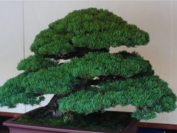 有著百變?cè)煨椭醯奈遽標(biāo)墒窃鯓訜挸傻?/><br/></div><p><strong>盆景的養(yǎng)護(hù)</strong><br/>(1）澆水<br/>盆土表面見干即澆透水。五針?biāo)上财赏粒膳柰灵L(zhǎng)濕不干。喜葉水，可常噴葉水。五針?biāo)上矟駶?rùn)空氣，夏、秋天氣干燥時(shí)，要進(jìn)行地面噴水，以增加小環(huán)境的空氣濕度。<br/>(z）施肥<br/>五針?biāo)刹幌泊蠓?、濃肥，施肥過(guò)多易傷根。在缺肥控水的情況下，可促其長(zhǎng)成蒼老的姿態(tài)。可在3-5月和9-11月，每月施淡肥水一次，6-8月不宜施肥。對(duì)幼樹可多施春肥，以加快生長(zhǎng)，對(duì)成樹可在秋季多施一些肥，以利保型和越冬需要。<br/>(3）修剪<br/>五針?biāo)尚藜糁饕钦浚刂粕L(zhǎng)，保持樹形美觀。一般在每年3-4月間，新芽伸長(zhǎng)而未成針前，可視情況摘掉部分芽。如頂芽過(guò)密，長(zhǎng)勢(shì)旺盛可以多摘，反之少摘，摘芽宜在晴天進(jìn)行，傷口易愈合。此外還要根據(jù)樹形美的需要來(lái)考慮適度修剪，剪去過(guò)密枝、弱枝、枯枝以及多余枝條。枝條剪除宜在秋后進(jìn)行，為防止傷口流脂，應(yīng)及時(shí)用蠟封口為好。<br/>(4)病蟲害防治<br/>五針?biāo)沙Ｒ娙~銹病、根腐病、煤污病，介殼蟲、蚜蟲、紅蜘蛛等為害，可于冬季噴灑30倍石硫合劑或用農(nóng)藥予以防治。同時(shí)要注意通氣透光，盆土不宜過(guò)濕，以利于防治病蟲害。<br/></p>
      </div>



      
    </article>
  </main>

</div>
<footer id=